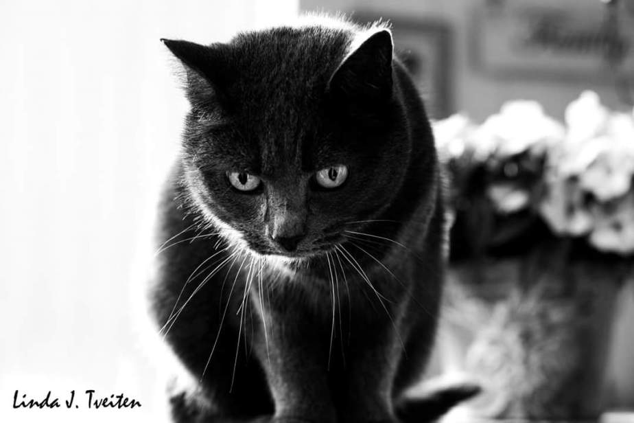 FB_IMG_1506776748675