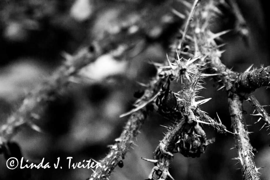 FB_IMG_1508869660457